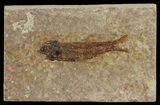 Knightia Fossil Fish - Wyoming #67371-1